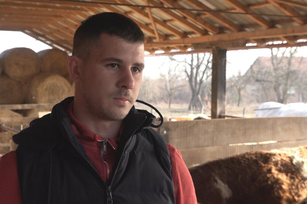 NEMANJA (25) ZNA KAKO DA NAPRAVI BIKA OD 600 KG OD MLADOG TELETA: Ovih dana je prodao pet grla (FOTO)