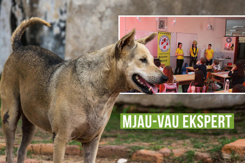 ŠTA DA RADITE AKO VAS NA ULICI NAPADNU PSI? Ovi mladi STRUČNJACI imaju PRAVI ODGOVOR na ovo pitanje