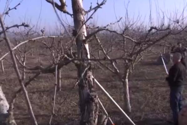 SATNICA JE 600 DINARA, A SRBI NE ŽELE DA UČE VEŠTINU: Sve manje ljudi odlučuje da radi u voćnjacima