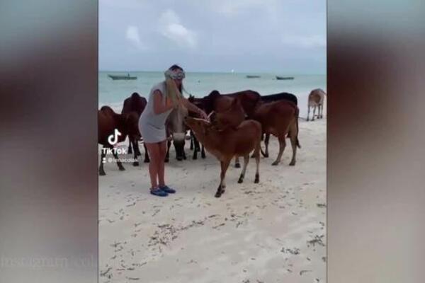HIT! PEVAČICU UDARILA KRAVA NA PLAŽI, PA ZAVRŠILA U BOLNICI: Mama mislila da LAŽE dok nije videla klip! (VIDEO)