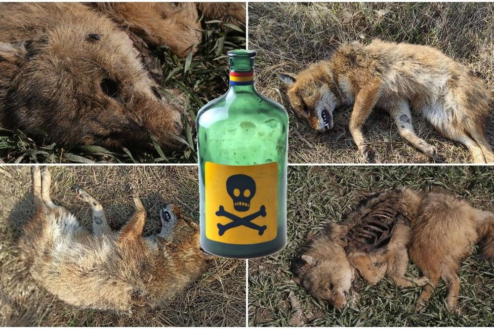 KAKVI STE VI TO LJUDI? Stravične scene na klaničkom otpadu u Sremu! OTROVANI ŠAKALI I LISICA! (UZNEMIRUJUĆE SLIKE)