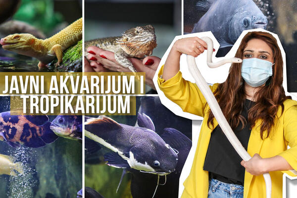 POSETILI SMO MESTO GDE ŽIVE SUNĐER BOB I PATRIK: Nalazi se u Beogradu, a prava je OAZA MIRA I DOBRE ENERGIJE (FOTO)