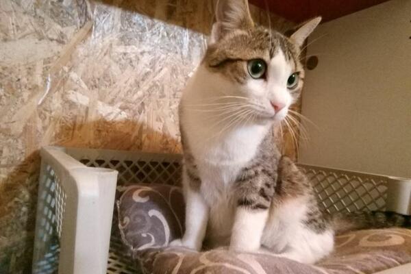 RUSI POČELI DA VAKCINIŠU ŽIVOTINJE PROTIV KORONE! Prve isporuke stigle u gradove, sva ispitivanja su dobro prošla!