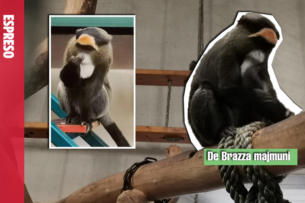 ON JE IZ ČEŠKE, A ONA IZ NEMAČKE! Romeo i Julija su NAJSLAĐI PAR u BEO ZOO VRTU, za MAJ najavljuju PRAVLJENJE BEBE!