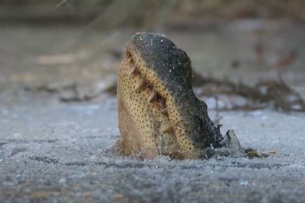 DA LI ZNATE KAKO ALIGATORI PREŽIVLJAVAJU ZIMU? Potpuno okovani ledom, samo proviruju vrhovima glave! (VIDEO)