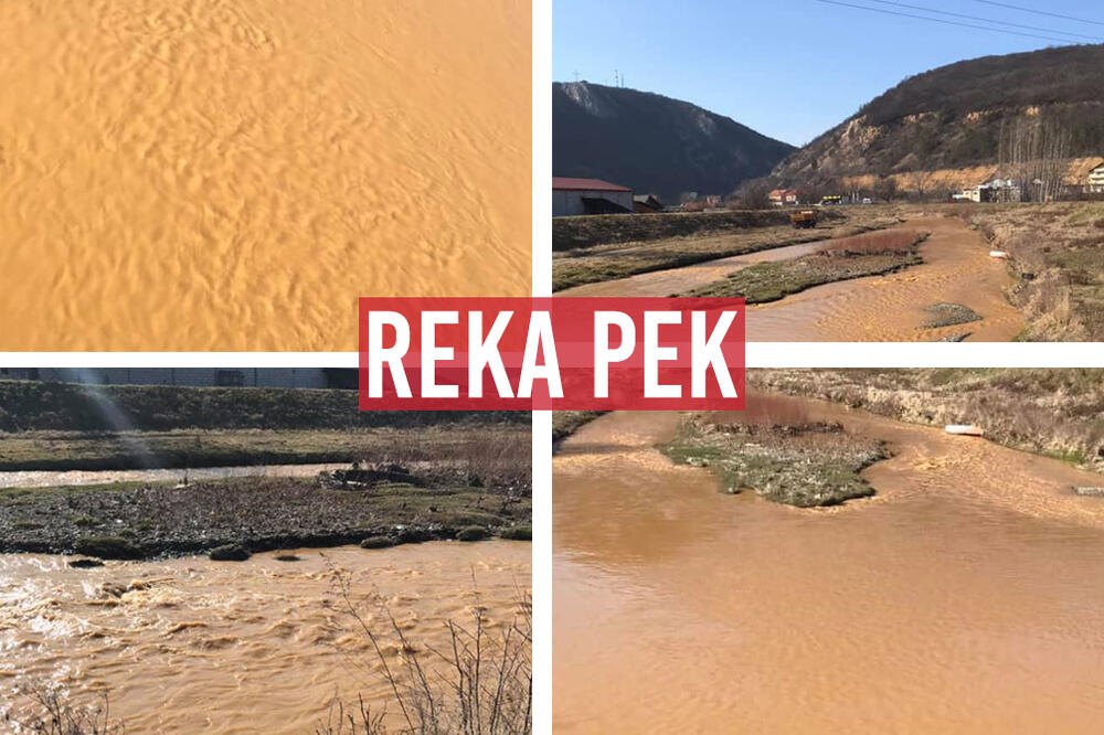 ZLATNI PEK KOD KUČEVA PREMAZAN SVIM BOJAMA: Sve ofarbano do neprepoznatljivosti, PROBLEM U ISTOČNOJ SRBIJI (FOTO)