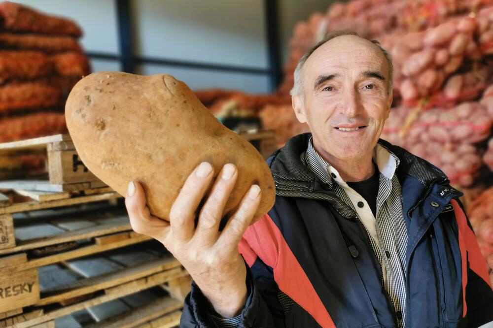 GUJANIČIĆI NATOVARILI PRVIH 30 TONA KROMPIRA U ŠLEPER: Nije što je naš, al je stvarno najbolji! ( FOTO)