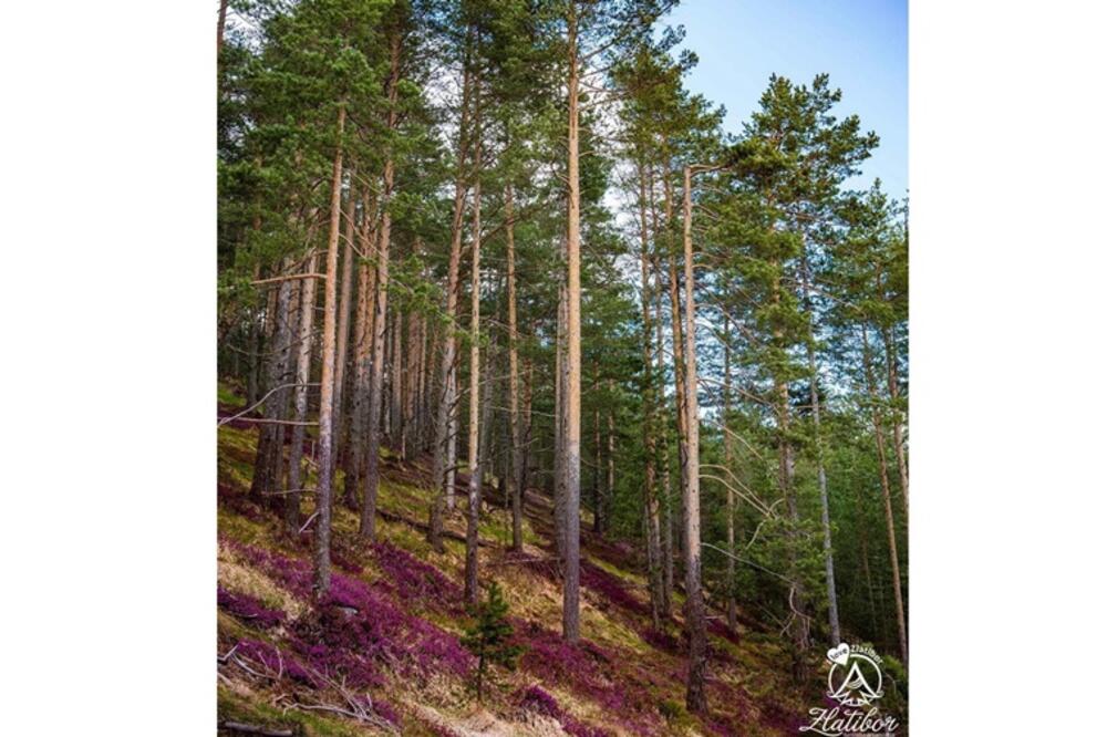 VESNICI PROLEĆA STIGLI PRE ZVANIČNOG DATUMA: Prizori sa srpske planine daju nadu DA JE ZIMA GOTOVA (FOTO)