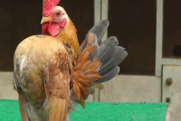 OVO JE NAJAROGANTNIJA KOKOŠ NA SVETU: Košta više od 500 evra! (VIDEO)