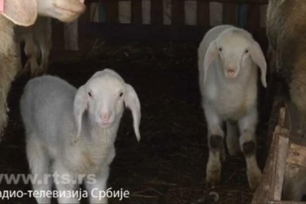 U KONACIMA SE DESILO ČUDO: Jedna ovca ojagnjila pet jaganjaca, deda Mileta presrećan!