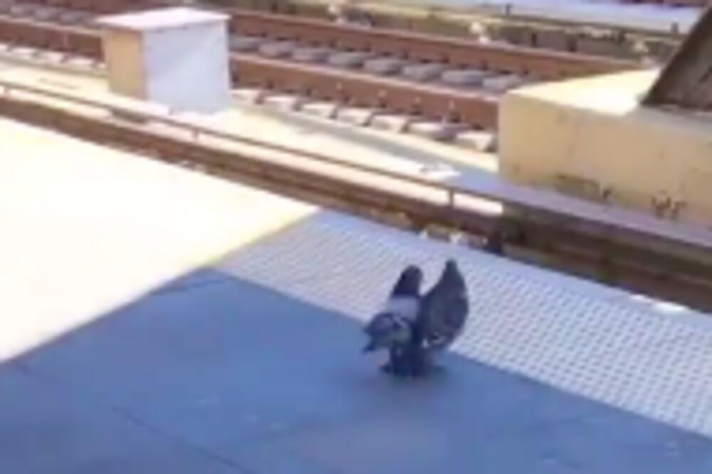 UŽASNA SCENA SNIMLJENA NA ŽELEZNIČKOJ STANICI: Gurali su ga, gurali, i onda BACILI POD VOZ! (VIDEO)