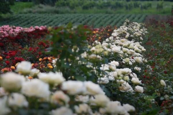 SIPAPAJTE OVO U CVEĆE I BUJAĆE KAO LUDO: Domaćice za ovu PRIHRANU niste ČULE (VIDEO)