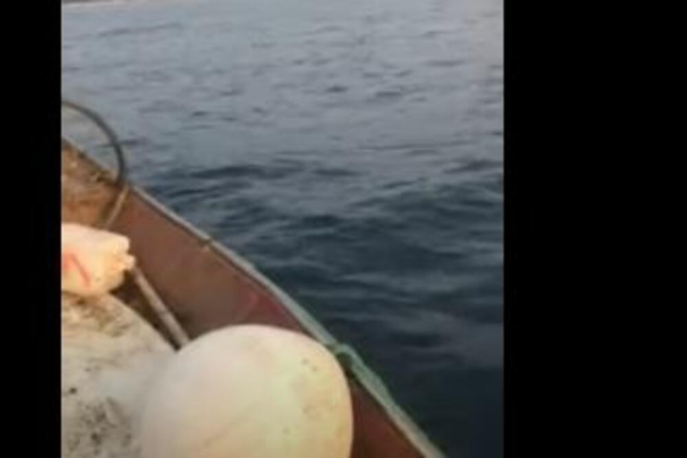 MORSKA NEMAN VIĐENA U ISTRI: Velika je SKORO KAO BROD (VIDEO)