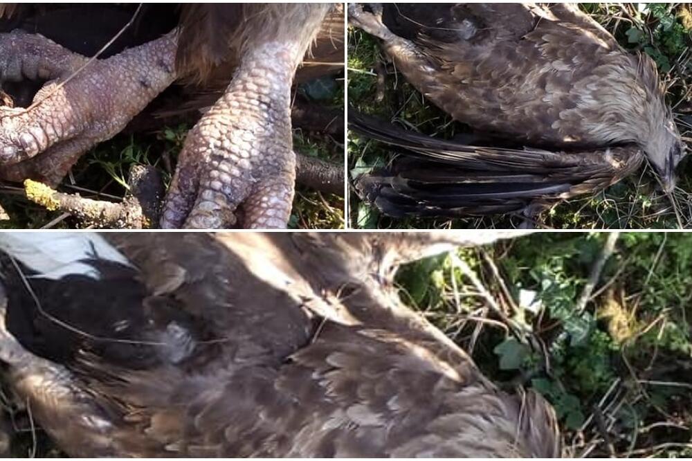 LJUDI, DA LI OVO MOGUĆE? U Bačkoj Palanci pronađen SPRŽEN ORAO BELOREPAN! ZNA SE OD ČEGA JE MUČENA PTICA PREMINULA