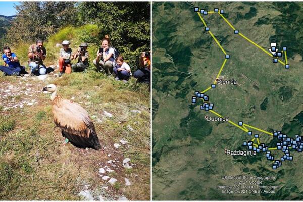 LEPE VESTI, VASILIJA SE OPORAVLJA! Preživela je MEĆAVU i POVREDU KRILA: Predivni beloglavi sup opet LETI! (FOTO)
