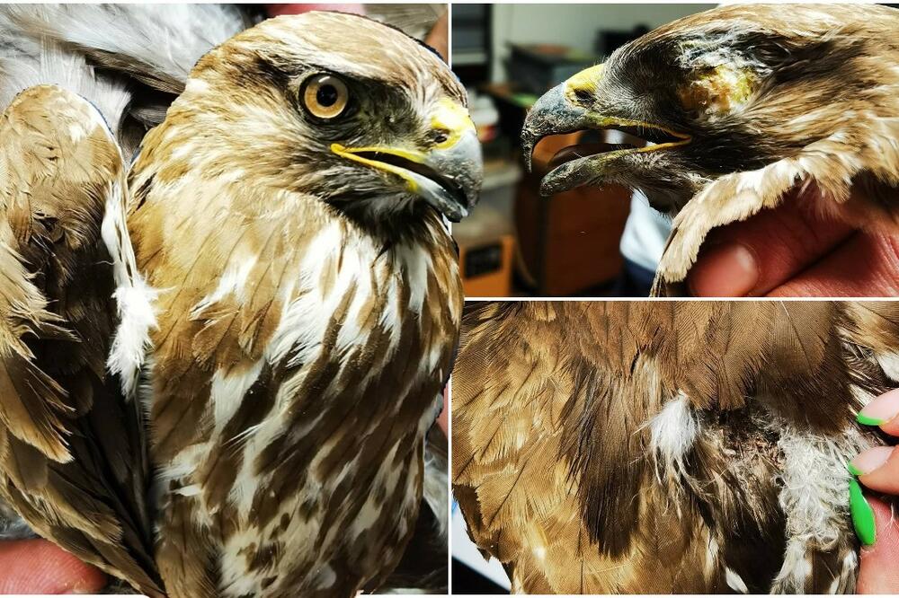 KAKAV NEČOVEK JE OVO MOGAO DA URADI VELIČANSTVENOJ PTICI? Orla mišara je neko GAĐAO IZ PUŠKE, izbio mu oko! (FOTO)