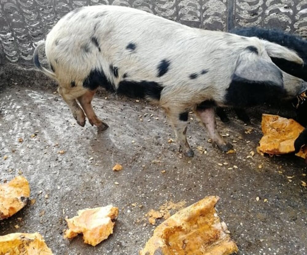 Pegava svinja, Svinja, Pegava resavka