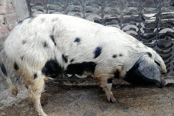 MESO OVE SVINJE JE NAJUKUSNIJE NA SVETU: A ona živi u Srbiji! (FOTO)