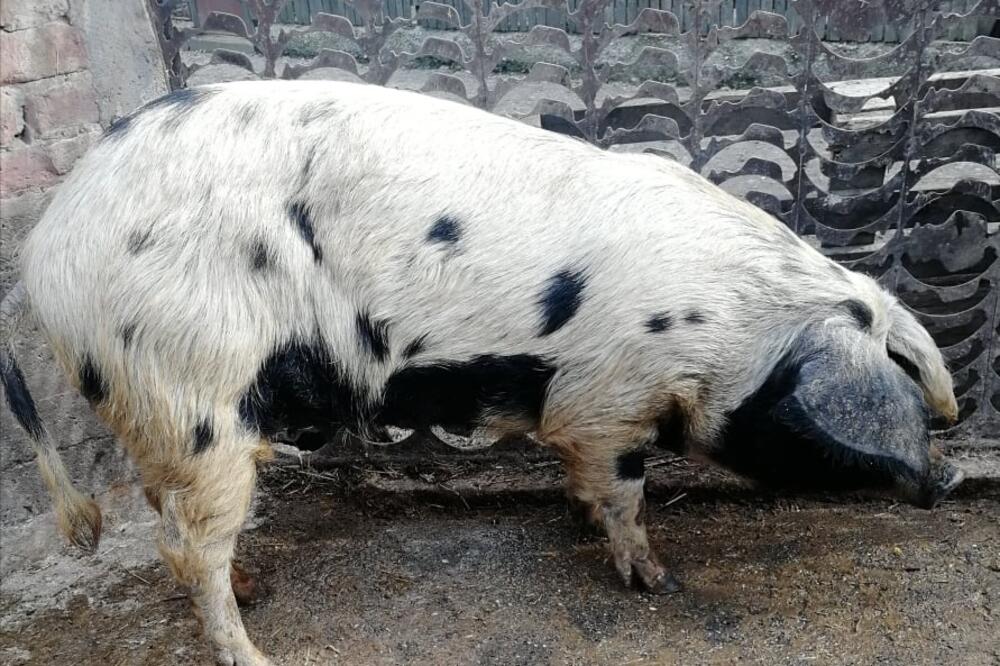 MESO OVE SVINJE JE NAJUKUSNIJE NA SVETU: A ona živi u Srbiji! (FOTO)