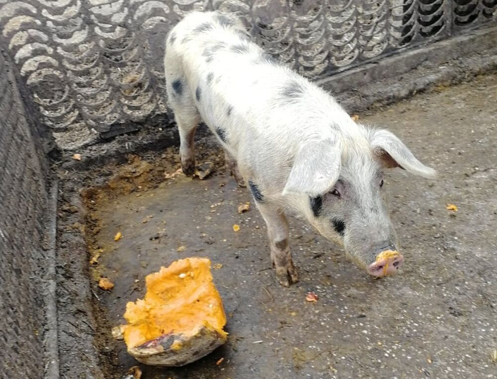 Pegava svinja, Svinja, Pegava resavka