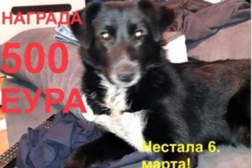 BRUJE MREŽE, NESTALA ANĐA, A NAGRADA ČAK 500 EVRA: Vlasnik iz Leštana traži svoju ljubimicu, odaziva se i na Aki