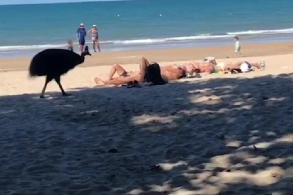 LEŽALI SU NA PLAŽI KAD IM JE PRIŠLA DŽINOVSKA PTICA: Uplašili su se kao NIKAD U ŽIVOTU (VIDEO)