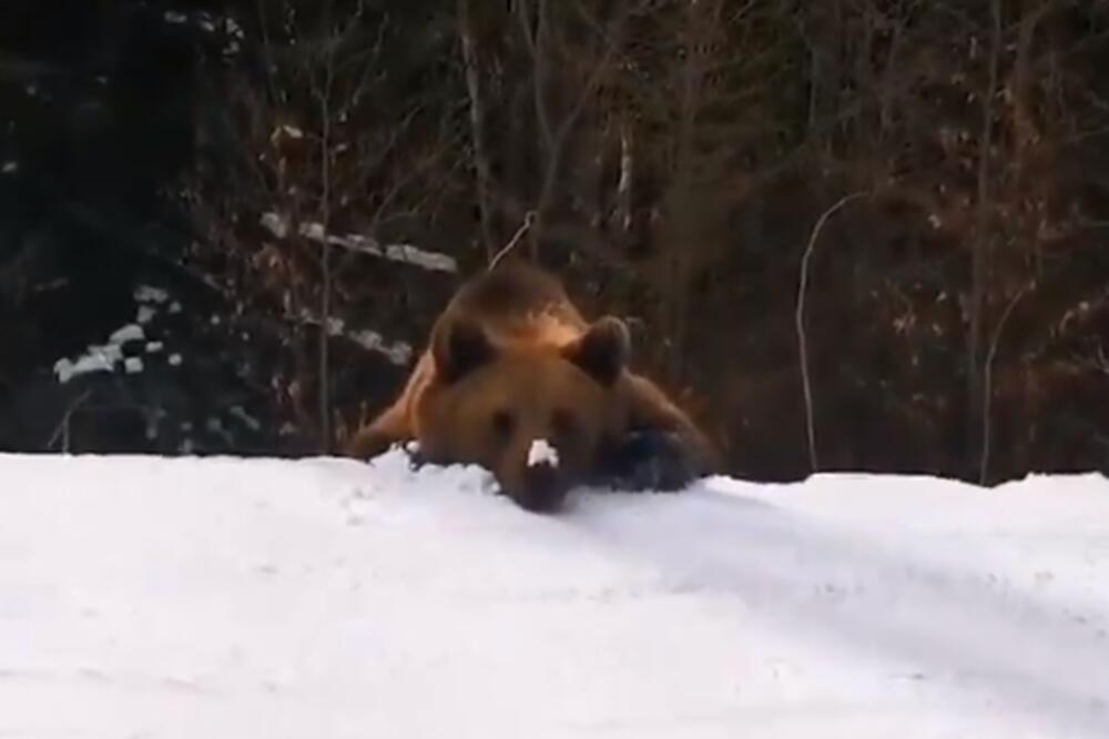 PRONAŠAO SVOJ PLEN: Medved pojurio SKIJAŠA, JEDVA MU JE POBEGAO! (VIDEO)