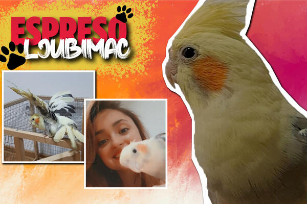 UPOZNAJTE MIKIJA, PAPAGAJA ZLATNIH MANIRA: Moj najveći talenat je buđenje Milice čim svane!