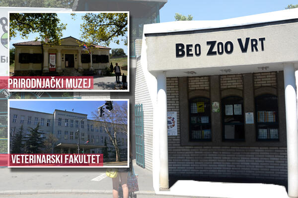 IMAĆEMO GROBLJE ZA LJUBIMCE, A GDE SU SE DOSAD SAHRANJIVALE UGINULE ŽIVOTINJE IZ ZOO VRTA? Odgovor nas je iznenadio