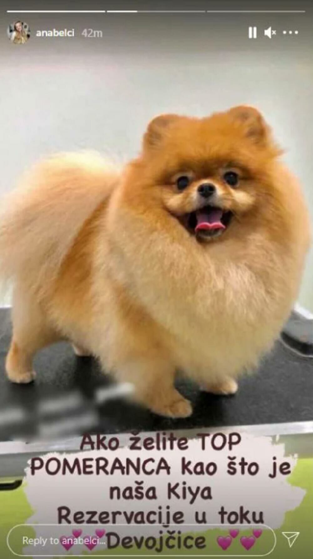 zabava, estrada, anabela atijas, kuče