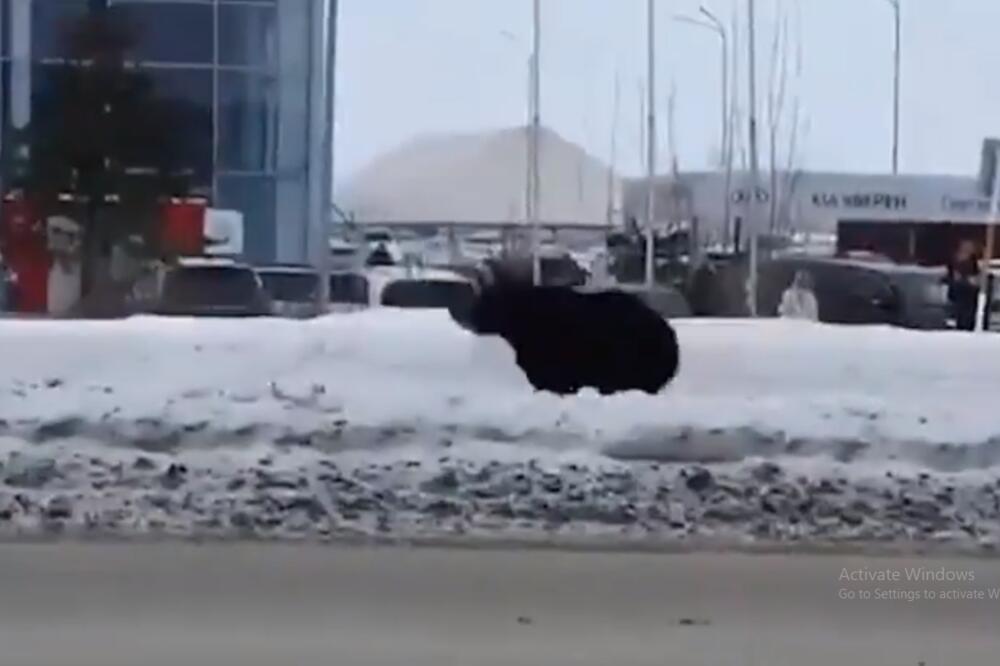 NESVAKIDAŠNJA POTERA NA ULICAMA SIBIRSKOG GRADA: Odbegli medved pojurio muškarca, meštani u ŠOKU! (VIDEO)
