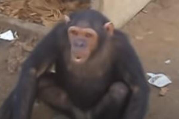 MAJMUNI JE OTERALI U SMRT: Nesrećna devojka nije uspela da pobegne, stradala