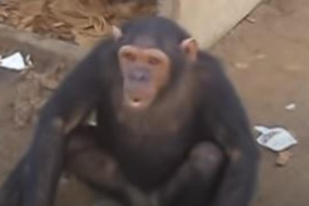 MAJMUNI JE OTERALI U SMRT: Nesrećna devojka nije uspela da pobegne, stradala