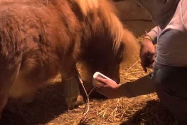 MILJANA I KRISTIJAN MERILI PRITISAK KONJU: Ovakve scene u rijalitiju do sada niste gledali, PREVAZIŠLI SVE!