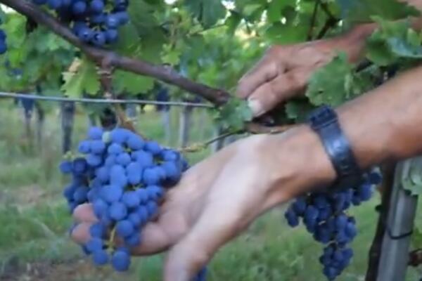 PROGLAŠENA VANREDNA SITUACIJA U 1 OPŠTINI: Odložena BERBA GROŽĐA!