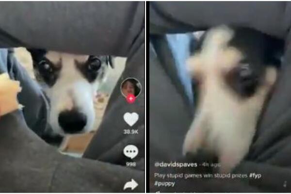 NJEGOV VRISAK SADA ODJEKUJE CELOM PLANETOM: Mučio je i izazivao PSA, i dobio tačno šta je zaslužio! (VIDEO)