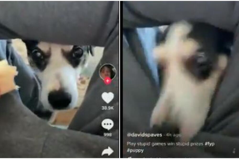 NJEGOV VRISAK SADA ODJEKUJE CELOM PLANETOM: Mučio je i izazivao PSA, i dobio tačno šta je zaslužio! (VIDEO)