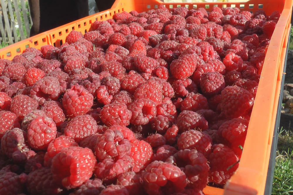 KILOGRAM MALINA SADA KOŠTA PREKO 5.000 DINARA: Crveno zlato dočekalo svojih pet minuta!