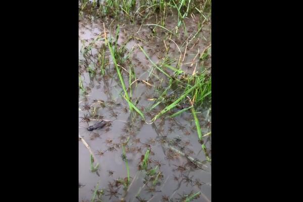NE MOŽE BITI GORE! U Australiji su bile velike POPLAVE, a kada su se povukle, isplivalo je nešto GROZNO! (VIDEO)