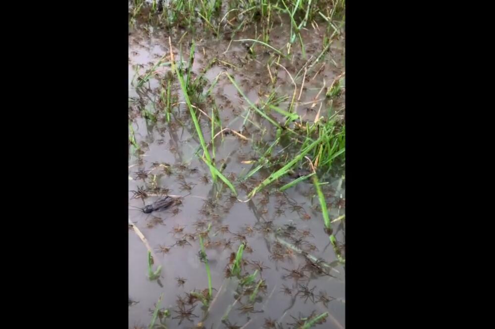 NE MOŽE BITI GORE! U Australiji su bile velike POPLAVE, a kada su se povukle, isplivalo je nešto GROZNO! (VIDEO)