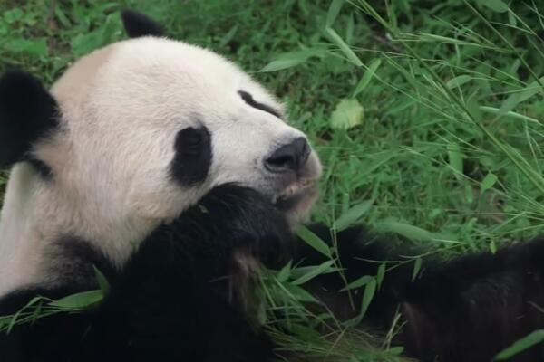 PANDA POBEGLA IZ KAVEZA U ZOO VRTU: Čuvar teško povređen, ujela ga po rukama i nogama!