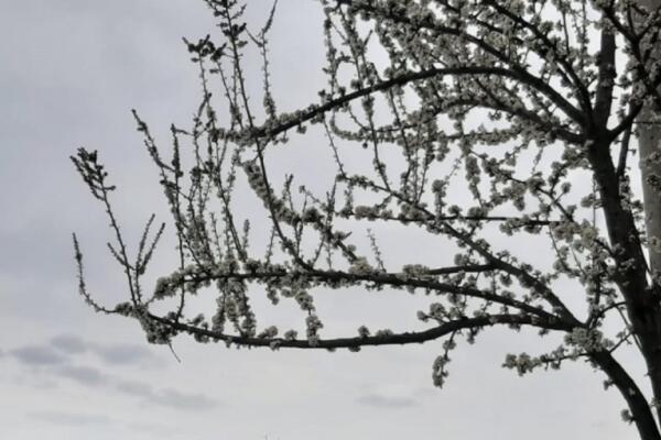 ZABELELO SE I KOD KOSOVSKE MITROVICE: Pao prvi sneg na planinama RUGOVA!