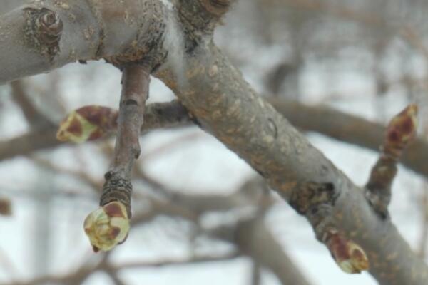ZABELELO SE NA KOPAONIKU: Meteorolog otkrio kada možemo SNEG da očekujemo u NIŽIM PREDELIMA (FOTO)
