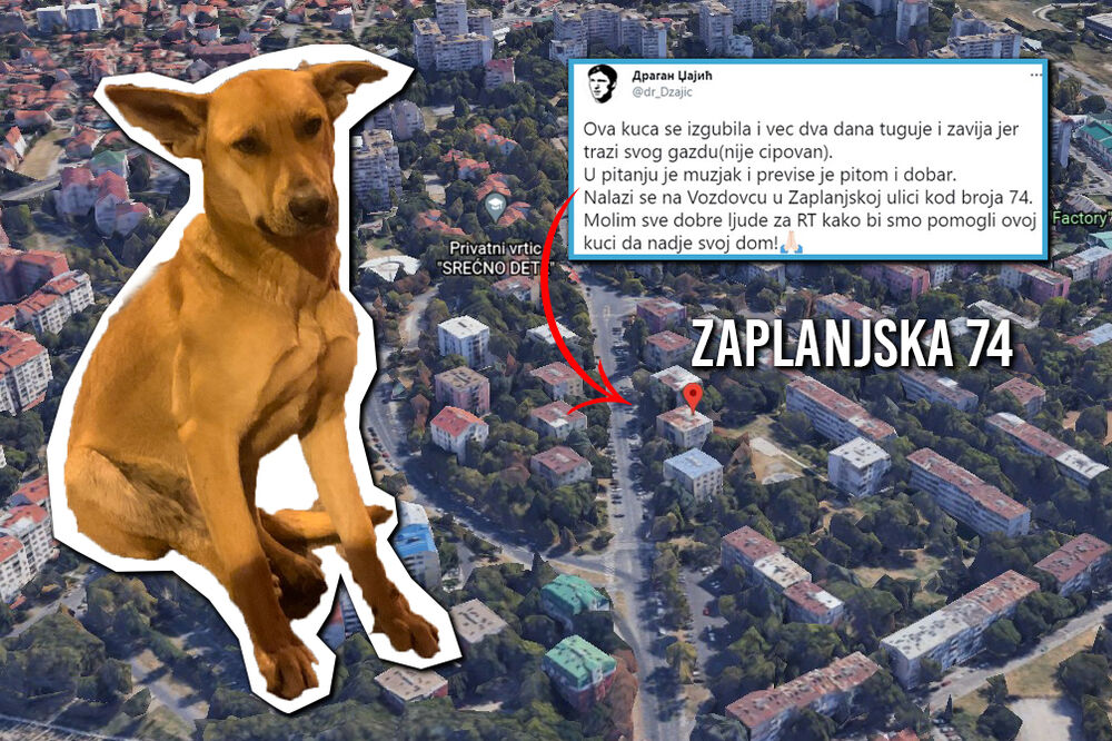 APEL!!! Primećen PAS koji luta po VOŽDOVCU, PITOM JE I TRAŽI SE VLASNIK!