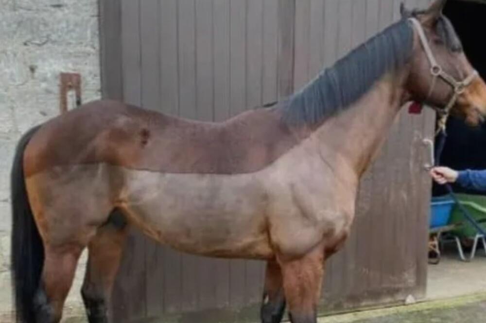 ZA ERGELU LJUBIČEVO STIGAO POKLON OD MILION DOLARA: Prelepi PASTUV došao direktno iz LONDONA (FOTO)