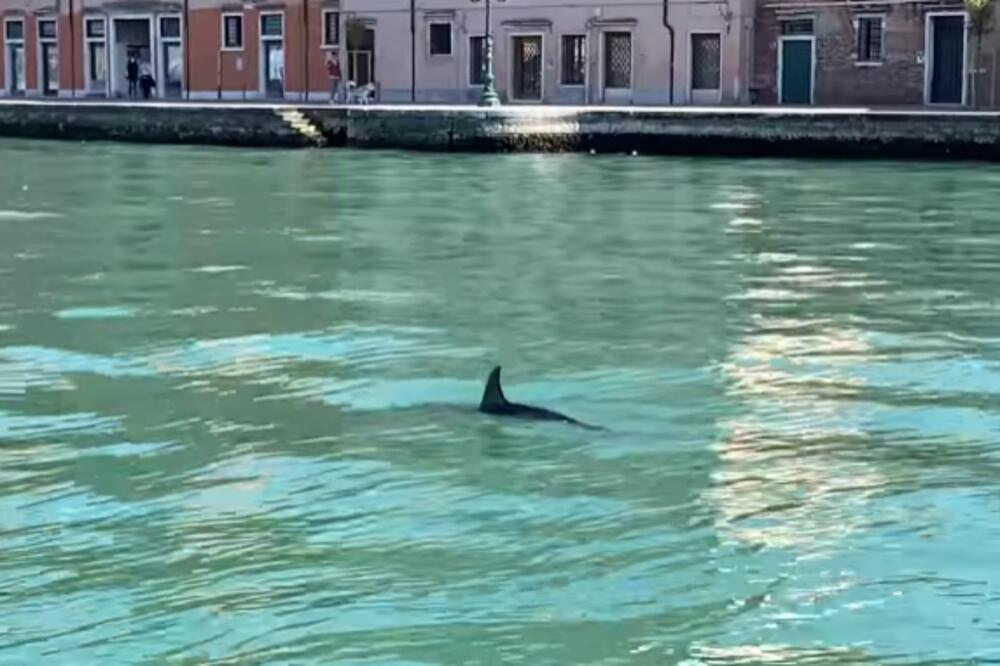 DIVNO IZNENAĐENJE! U PUSTOJ VENECIJI ZAPLIVALA DVA DELIFINA: Nedaleko od Trga svetog Marka (VIDEO)