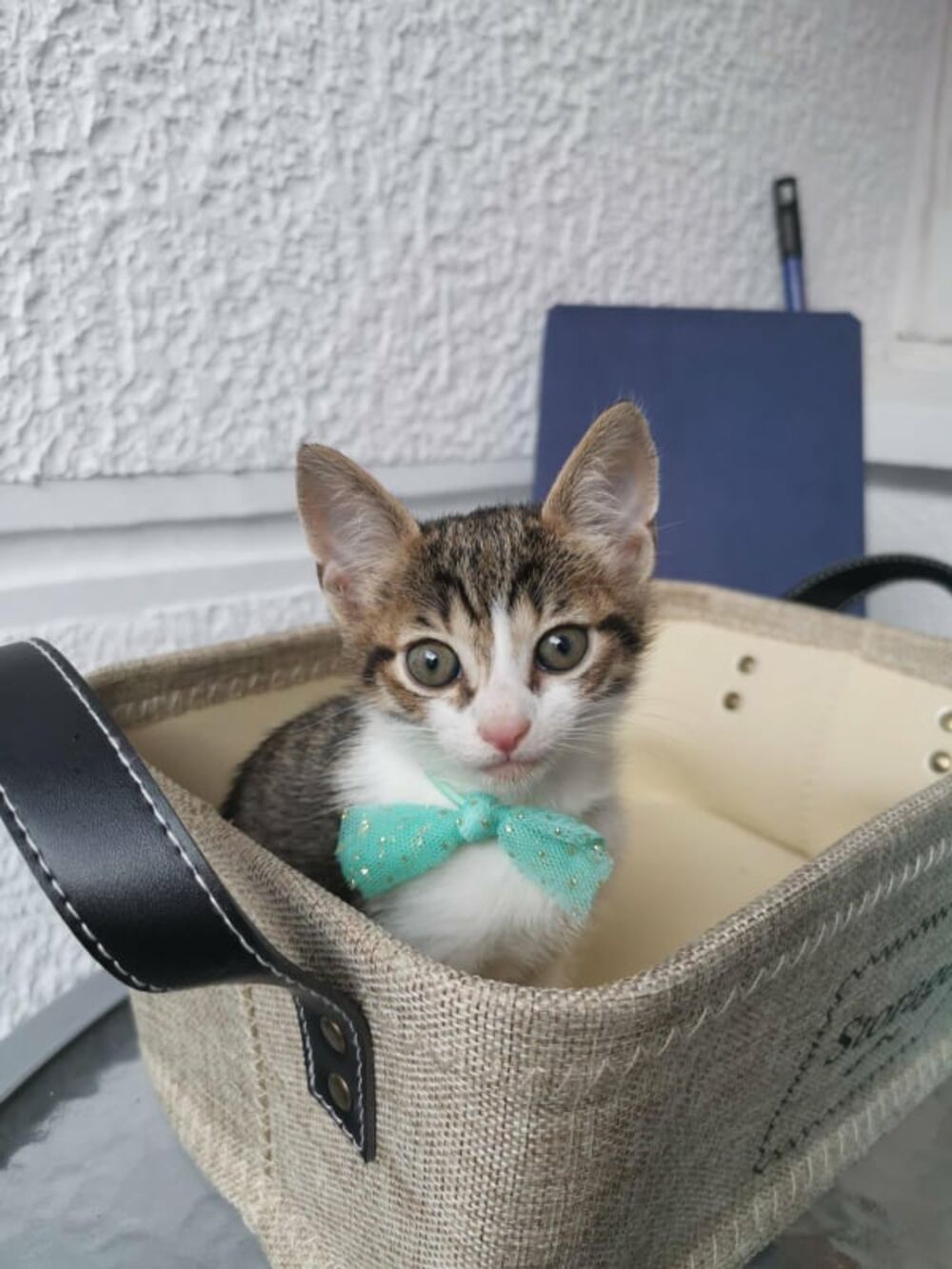 zabava, estrada, Tamara Dragić