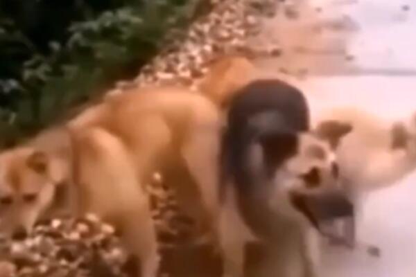 MISLIO JE DA JE USLIKAO KERBERA: Istina je bila sasvim drugačija (VIDEO)