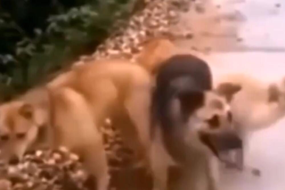 MISLIO JE DA JE USLIKAO KERBERA: Istina je bila sasvim drugačija (VIDEO)