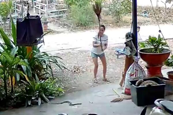 ŽENI NIJE BILO DOBRO KAD JE VIDELA KOBRU U ŽBUNJU: Onda je uzela METLU U RUKE, pa KOBRI NIJE BILO DOBRO! (VIDEO)